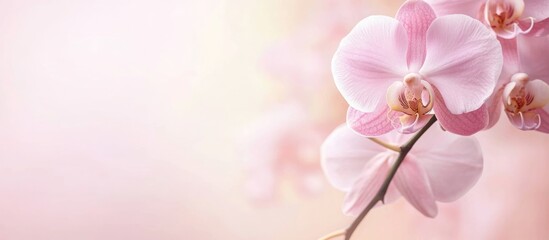 Fototapeta premium Soft pink orchid blossom on a light background with ample empty space for text, suitable for design and marketing purposes.