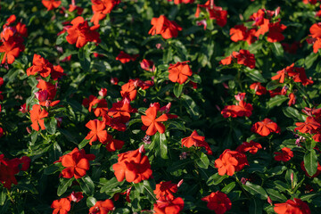 Naklejka premium red Madagasgar periwinkle or Catharanthus roseus with drop of water blooming in garden