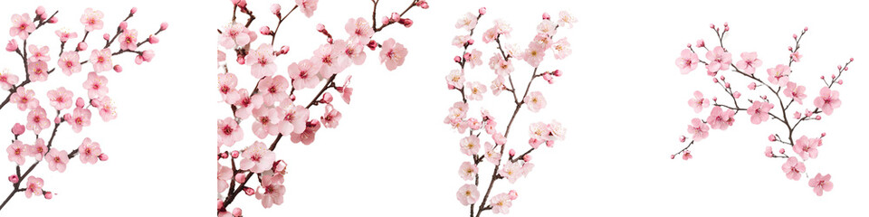 Delicate Cherry Blossom Branches with Pink Flowers on Isolated White Background