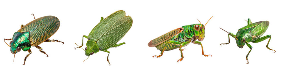 Colorful Insects Displaying Unique Features and Patterns in Natural Habitat