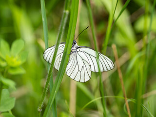 Newly Emerged Black-veined White Butterfly Drying Out