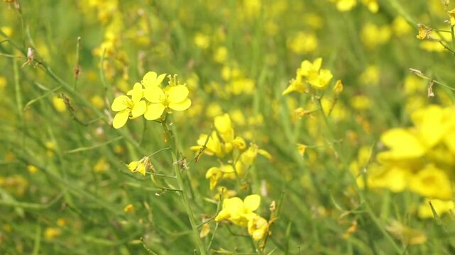 Yellow mustard flowers blooming in the mustard field, Yellow mustard field landscape, Close up Mustard plant with yellow flower with blue sky background.