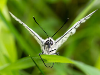 Newly Emerged Black-veined White Butterfly Drying Out