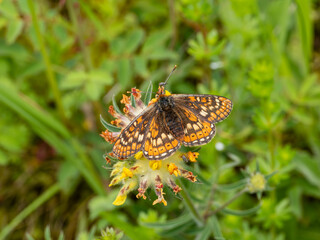 Marsh Fritillary Butterfly on Horseshoe Vetch