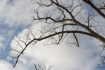 Obraz premium skyward view of a branch with an arching quality on a cloudy blue sky in winter