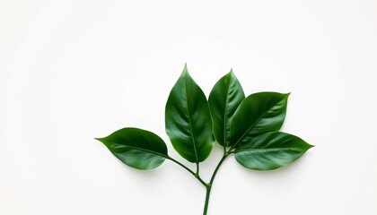 Lush Green Leaves on a White Background