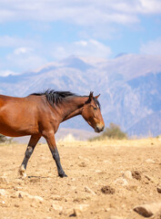 A herd of horses graze in the meadow in summer, eat grass, walk and frolic. Pregnant horses and...
