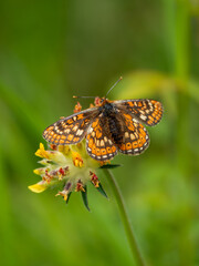 Marsh Fritillary Butterfly on Horseshoe Vetch