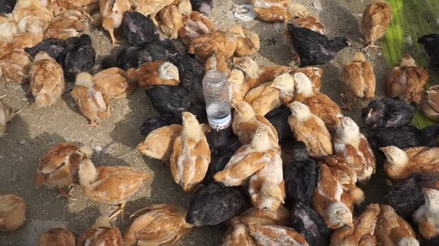 A bunch of colorful chicks in one cage, Baby chicken hatched from an eggs in a farmyard
