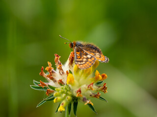 Marsh Fritillary Butterfly on Horseshoe Vetch