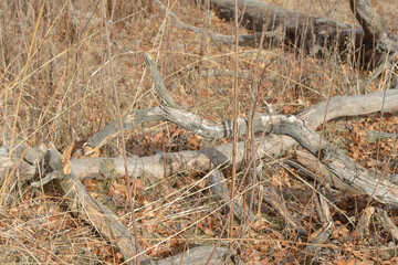 dried wood pieces in a field in the park, winter
