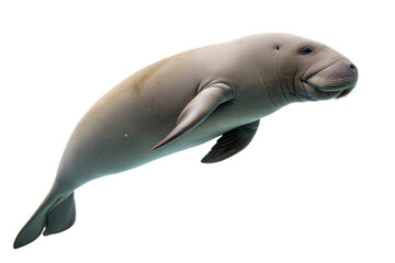 Naklejka premium Dugong swimming underwater