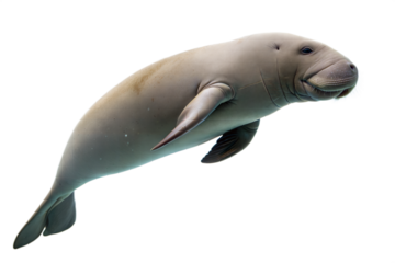 Dugong swimming underwater