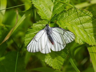 Newly Emerged Black-veined White Butterfly Drying Out