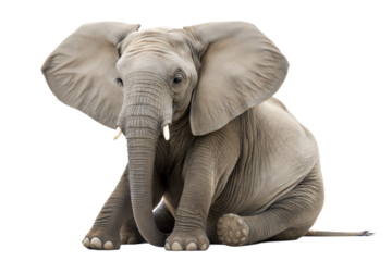 African Elephant Calf Sitting