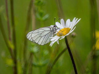 Female Black-veined White Butterfly on an Ox-eye Daisy
