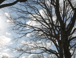 Obraz premium bare tree in near silhouette on a cloudy blue sky in winter