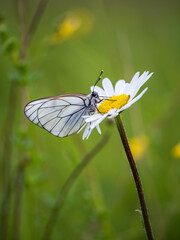 Female Black-veined White Butterfly on an Ox-eye Daisy