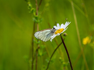 Female Black-veined White Butterfly on an Ox-eye Daisy