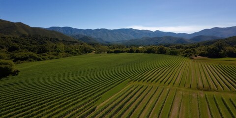 Fototapeta premium This idyllic scene showcases a vibrant vineyard sprawling beneath a breathtaking mountain range, epitomizing tranquility and the beauty of agricultural landscapes.