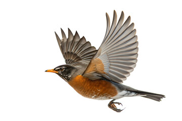 American Robin in Flight