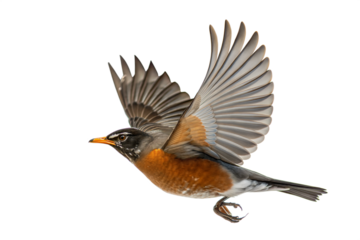 American Robin in Flight