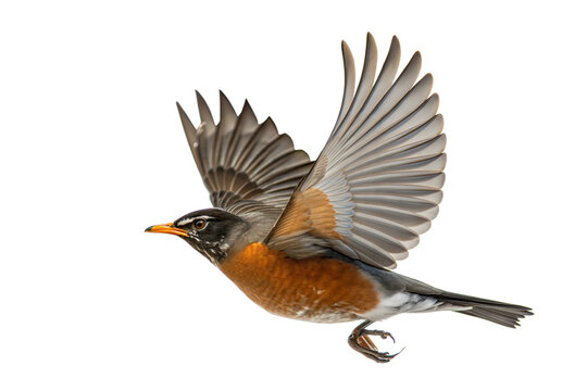 American Robin in Flight
