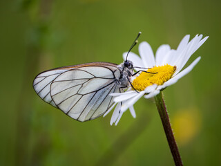 Female Black-veined White Butterfly on an Ox-eye Daisy