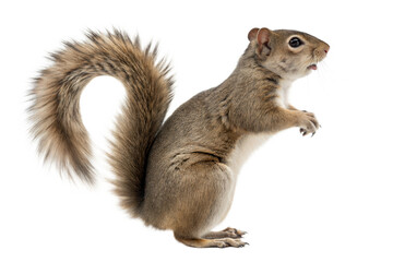 Fototapeta premium Alert Squirrel