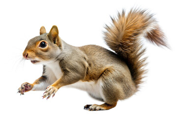 Fototapeta premium Alert Grey Squirrel