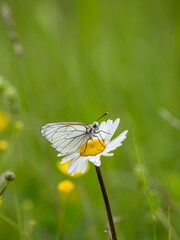 Female Black-veined White Butterfly on an Ox-eye Daisy