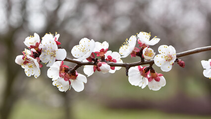 photos of flowering apricot tree and apricot flowers