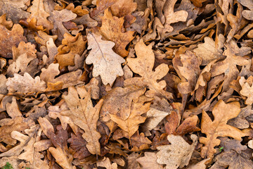 Old oak leaves on the ground as a graphic pattern.