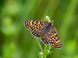 Glanville Fritillary Butterfly Resting With its Wings Open
