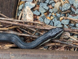 Snake