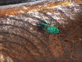 Bug