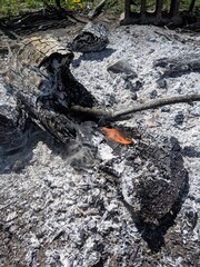 Burnt log