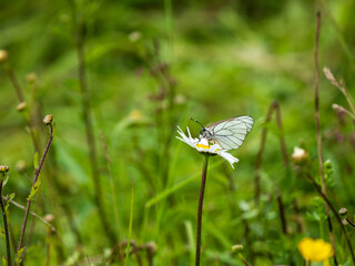 Female Black-veined White Butterfly on an Ox-eye Daisy