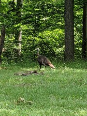 Wilde turkey 