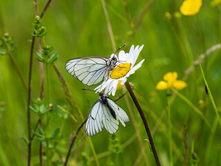 Two Black-veined White Butterflies on an Ox-eye Daisy on an Ox-eye Daisy