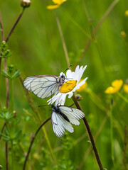 Two Black-veined White Butterflies on an Ox-eye Daisy on an Ox-eye Daisy