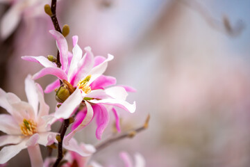 Obraz premium Blooming magnolia in spring. Beautiful buds of pink flowers close-up with blurred space for text.