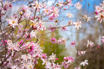 Blooming magnolia in spring. Beautiful buds of pink flowers close-up with blurred space for text.