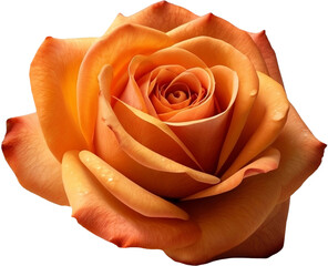 single orange rose, brightly colored roses