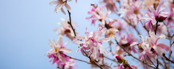 Blooming magnolia in spring. Beautiful buds of pink flowers close-up with blurred space for text.