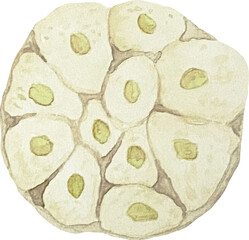 Watercolor cutted garlic, vegetables illustration