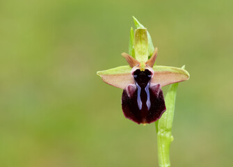 Photos of wildflowers, various bee orchids.