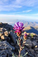 Purple mountain flower blooming.