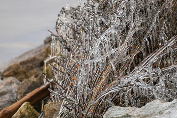 Tree branches are covered with ice. Winter landscape by the lake