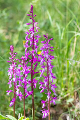 wild flowers, wild orchids in nature photos